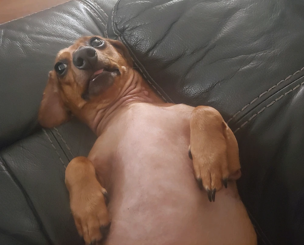 My Families many Weiners