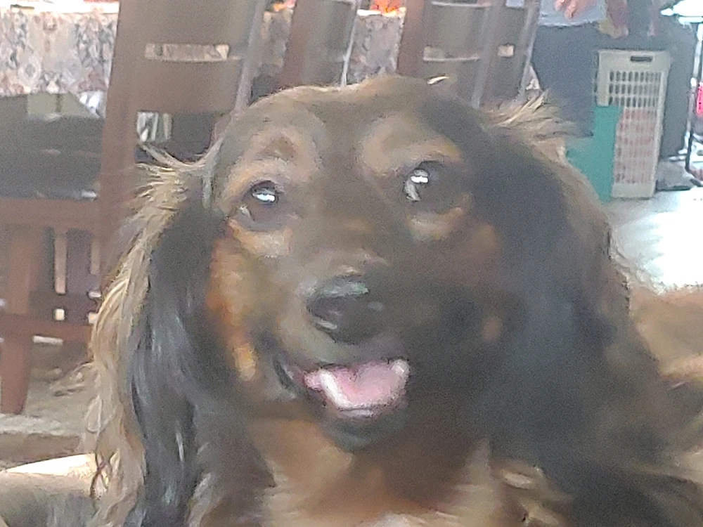 My Families many Weiners