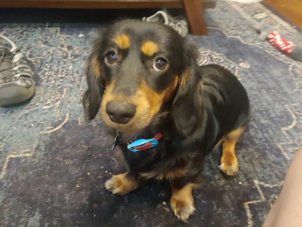 My Families many Weiners