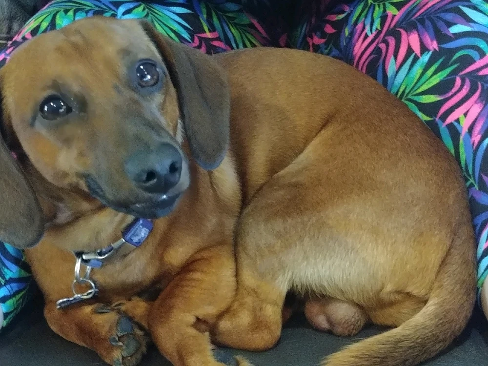 My Families many Weiners