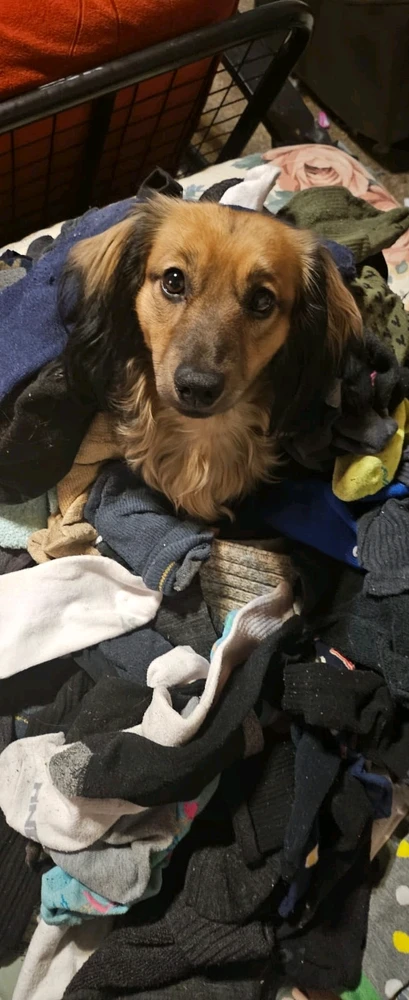 My Families many Weiners