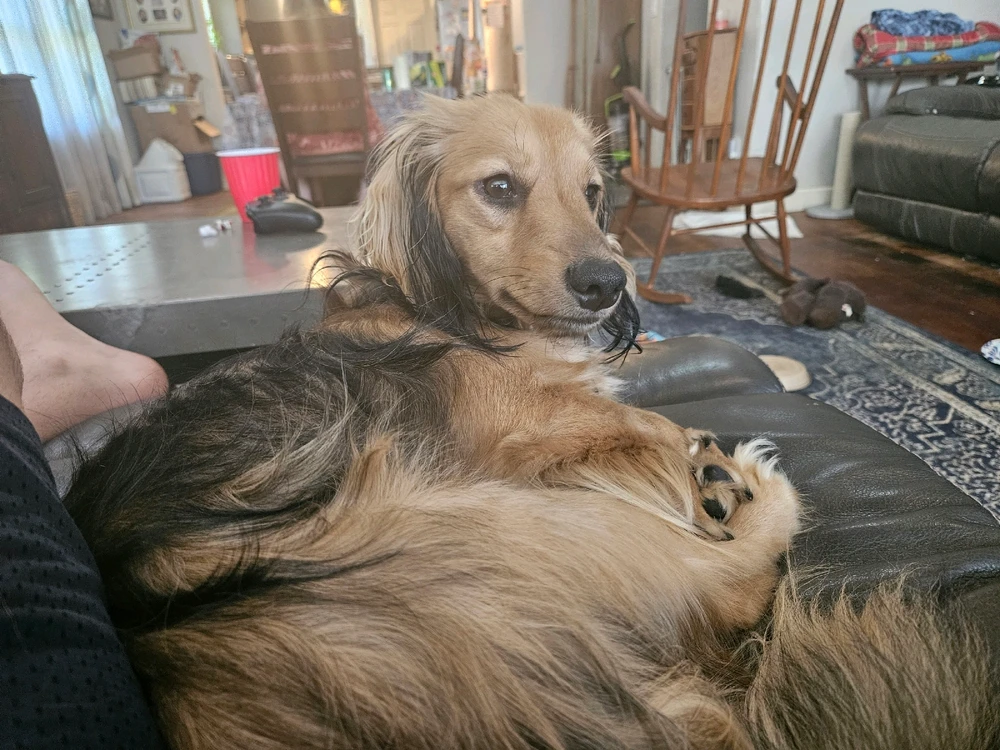 My Families many Weiners