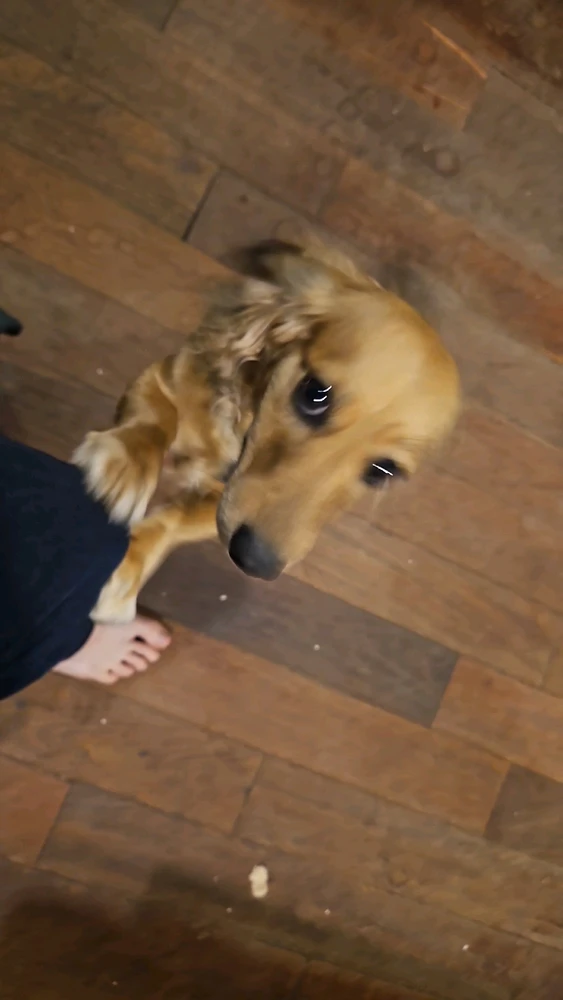 My Families many Weiners