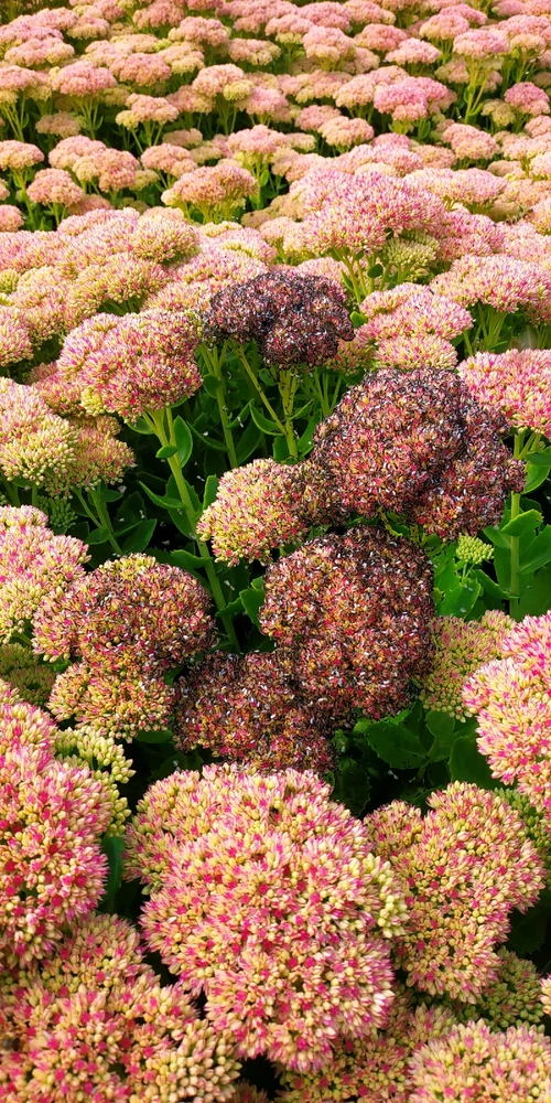 Obrázek nahrál Pavel