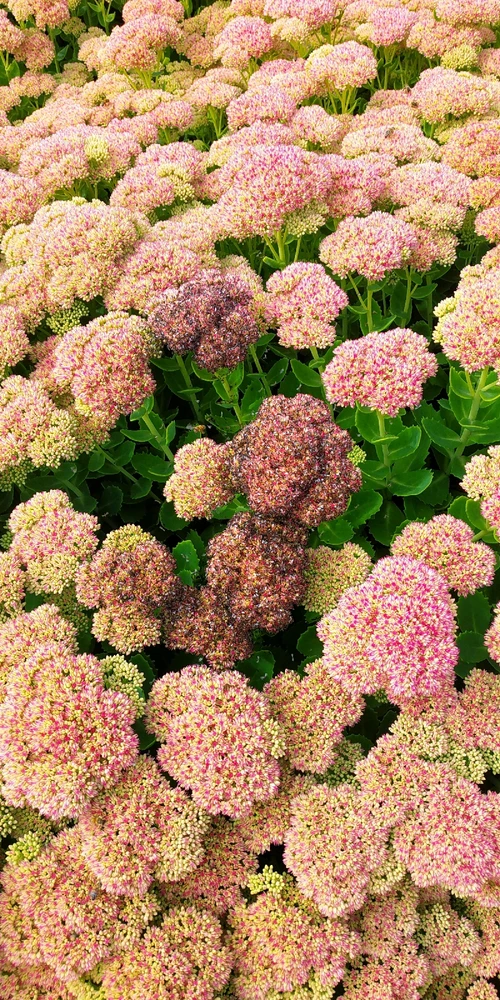 Obrázek nahrál Pavel