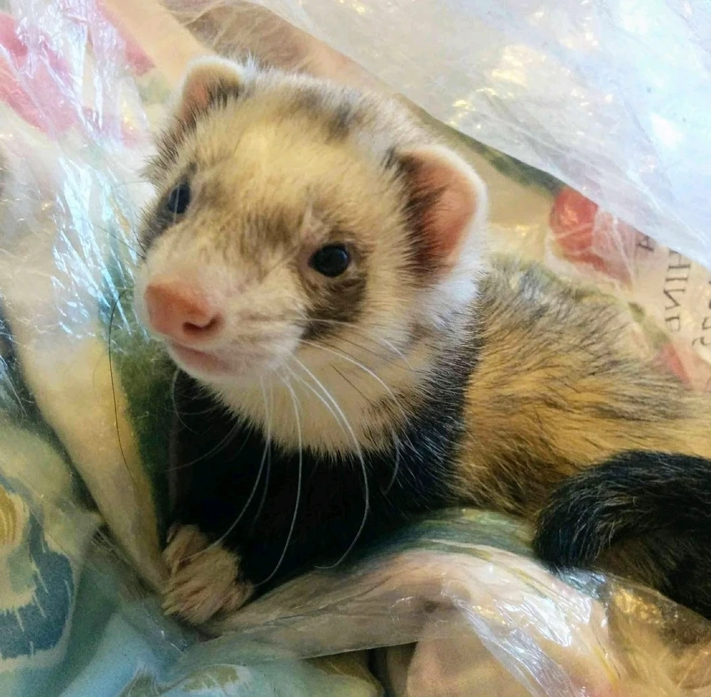 GIF uploaded by Marta the Mystic