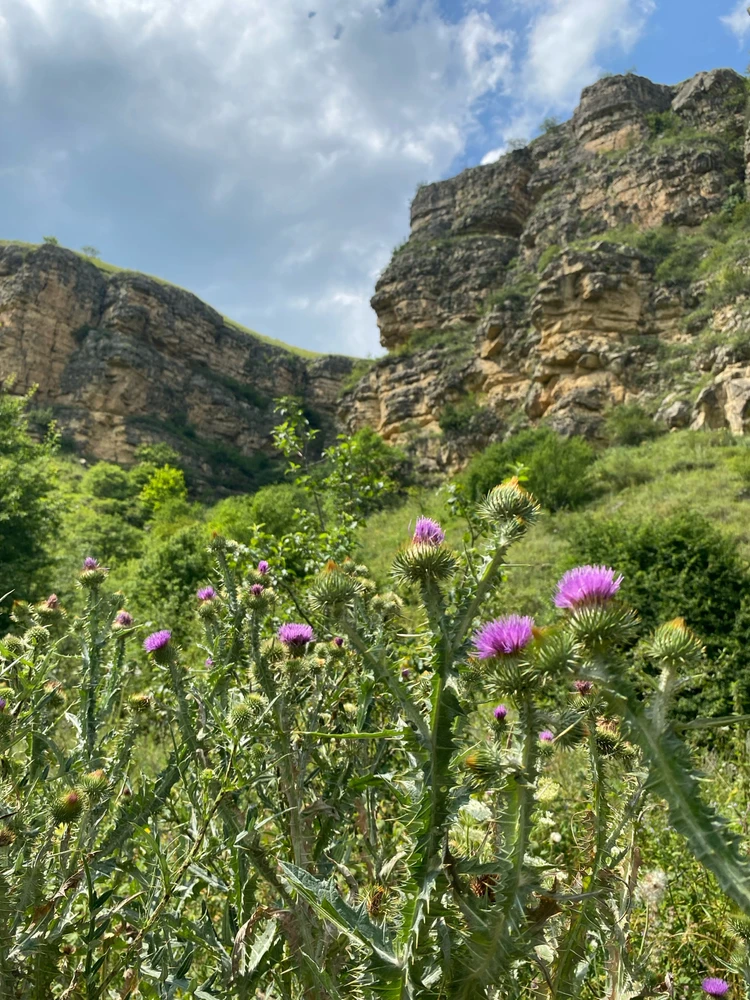 Спасались от жары прогулкой по ущелью вдоль реки