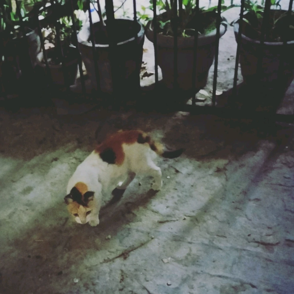 Image uploaded by Kunal Romulus