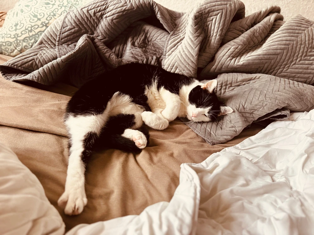 GIF hochgeladen von Jean-Pierre