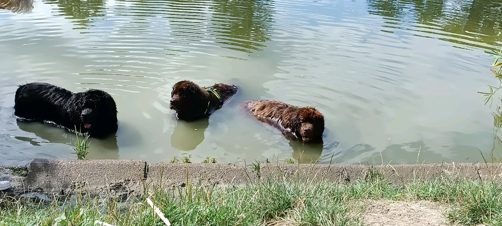 Nowodundlany w wodzie