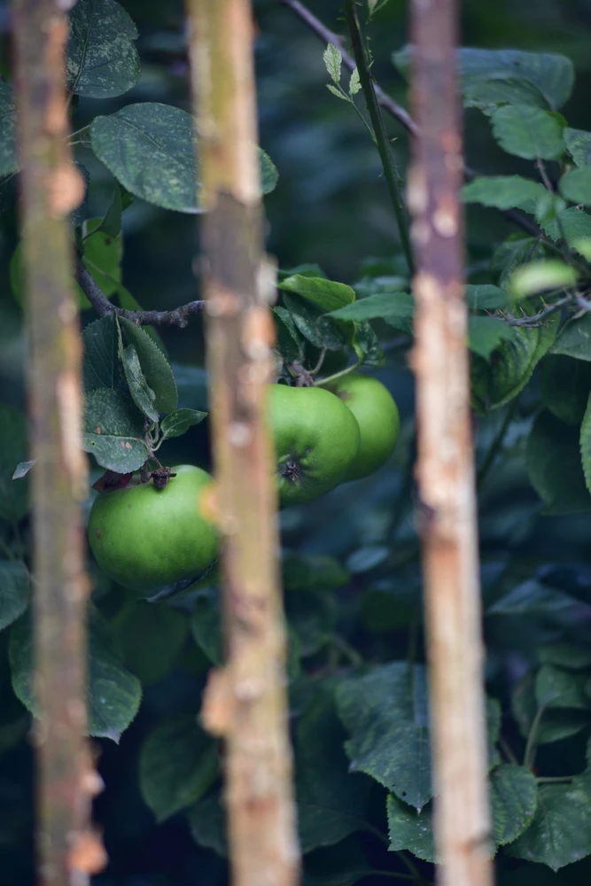 Image uploaded by Sylvia