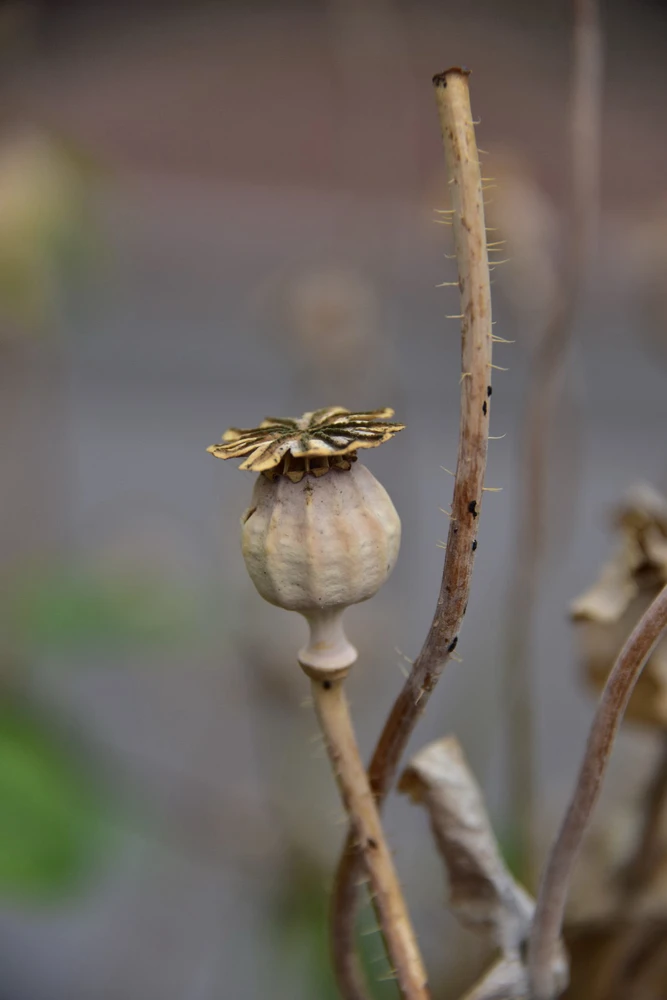 Image uploaded by Sylvia