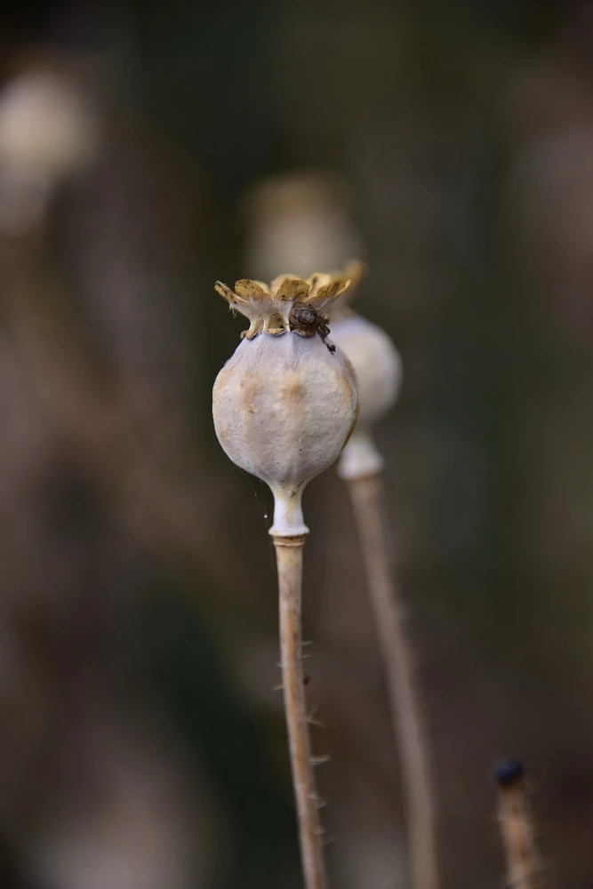 Image uploaded by Sylvia