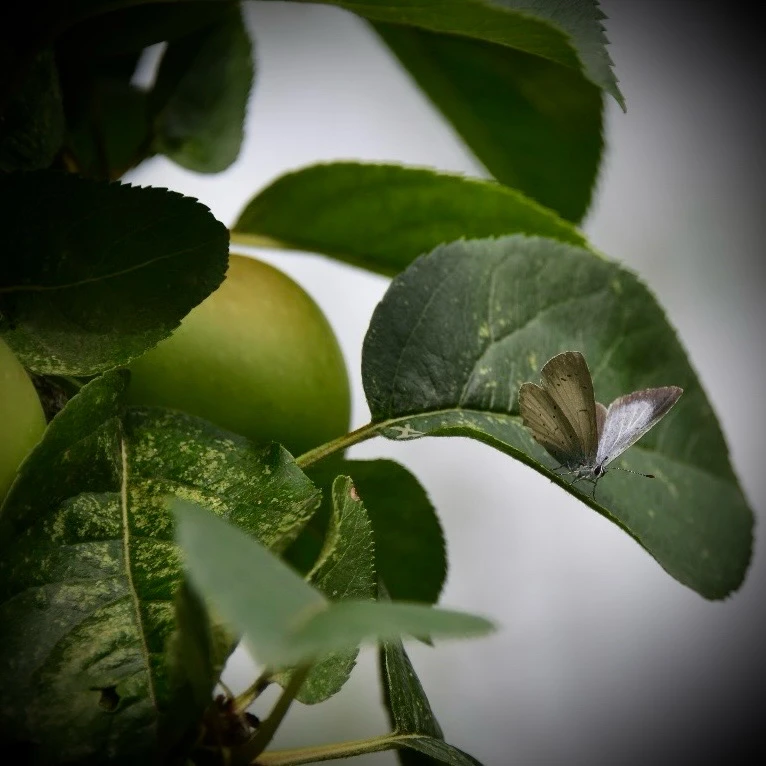 Image uploaded by Sylvia