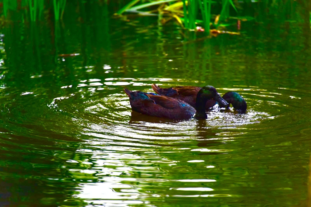 Image uploaded by Sylvia