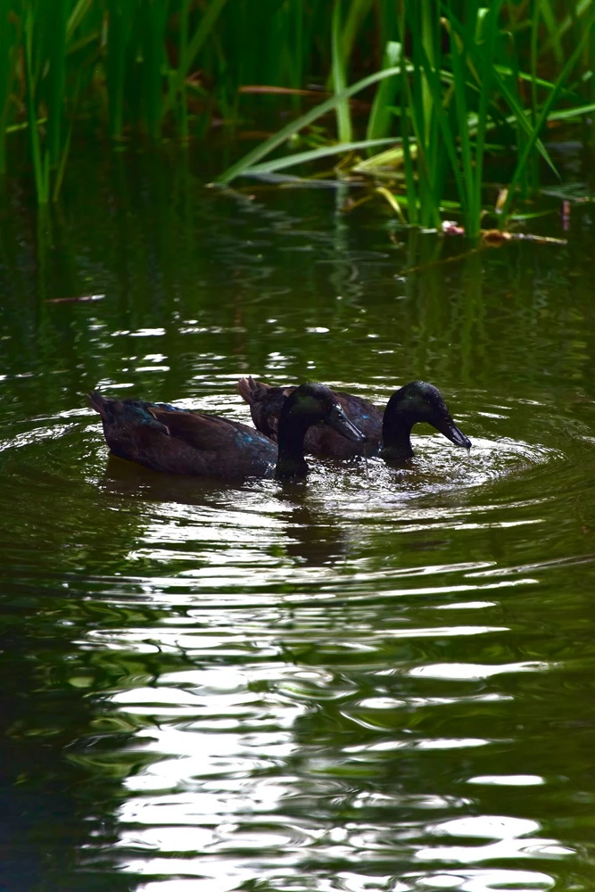 Image uploaded by Sylvia