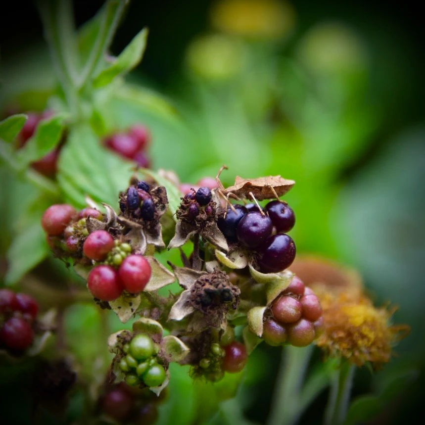 Image uploaded by Sylvia