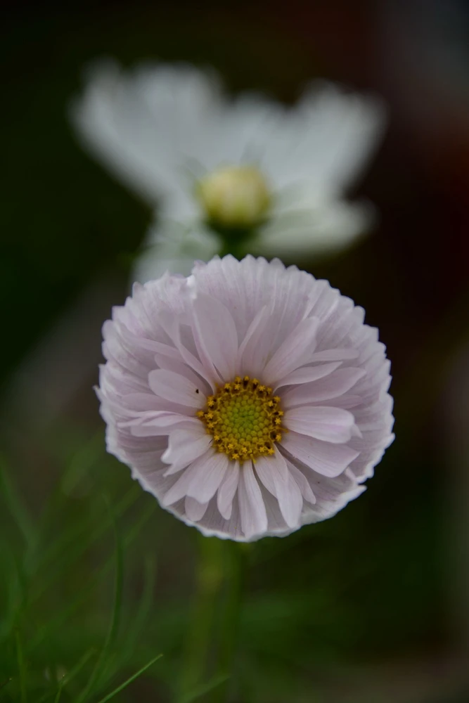 Image uploaded by Sylvia