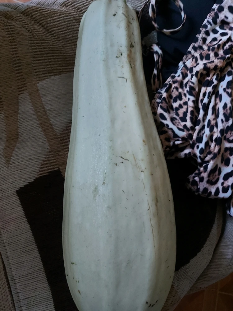 GIF загрузил 𝓐𝓽𝓽𝓮𝓵𝓸𝓲𝓿