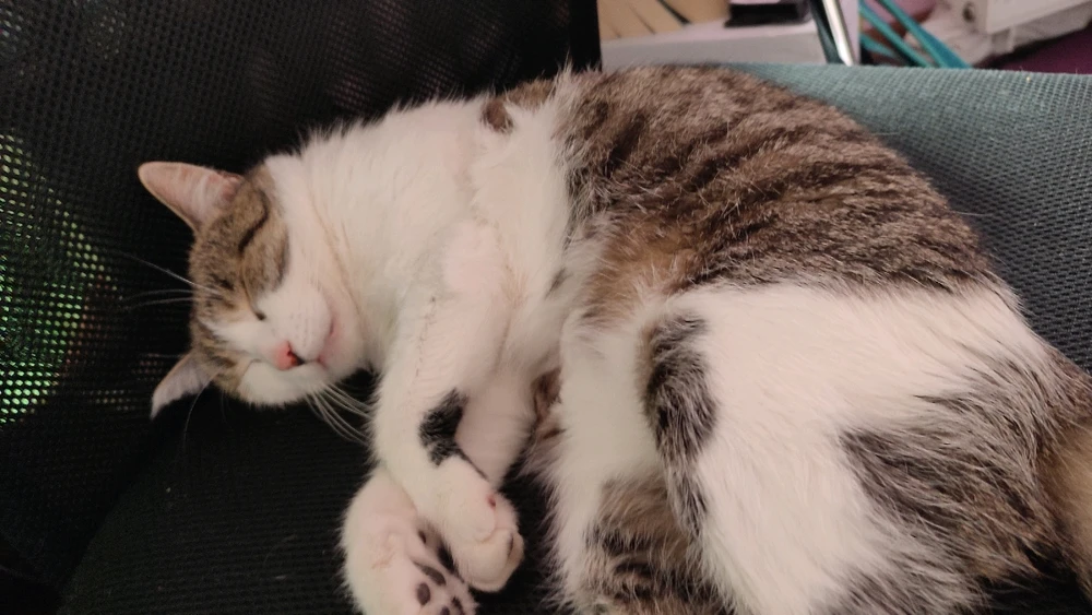 GIF diunggah dening Kapcia