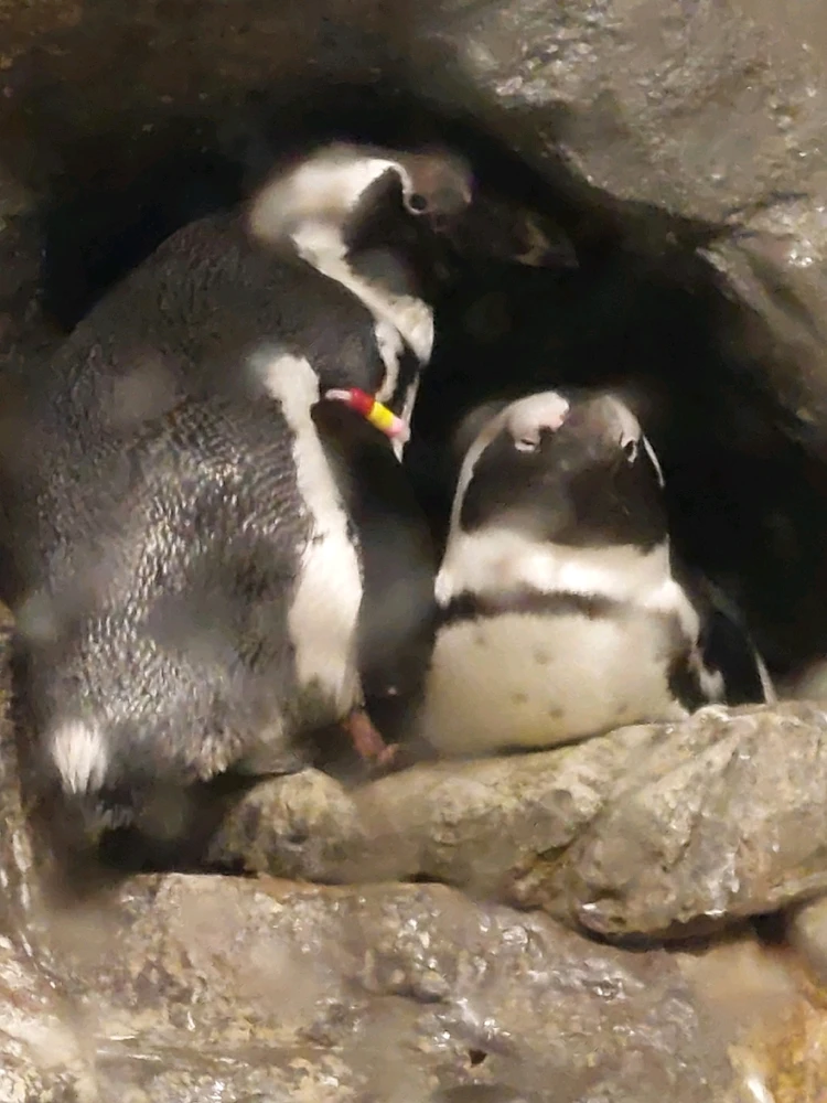 GIF diunggah dening Jonathan