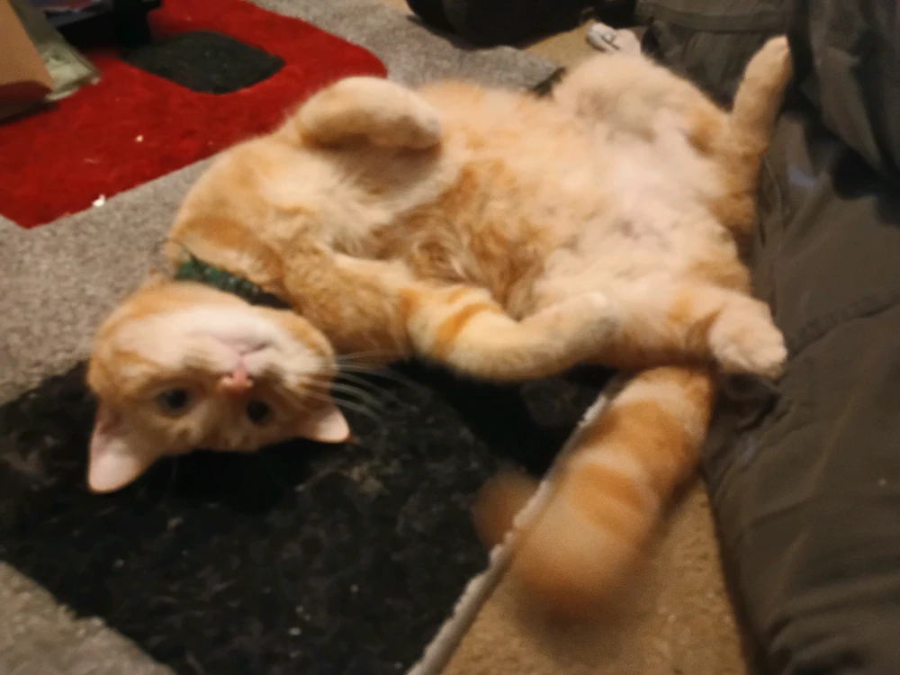 GIF uploaded by Justice