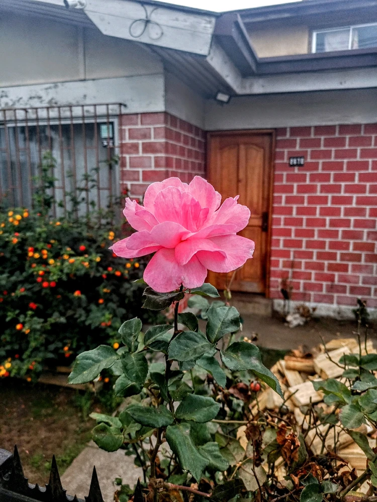 Image uploaded by Catalina