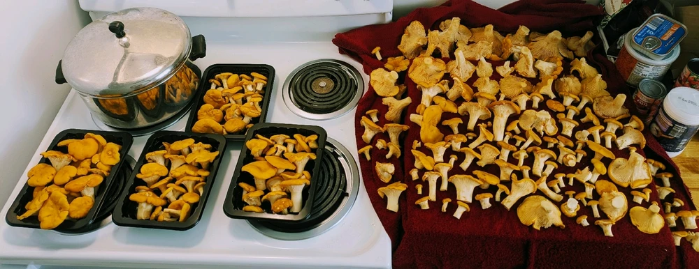 GIF uploaded by Sirius