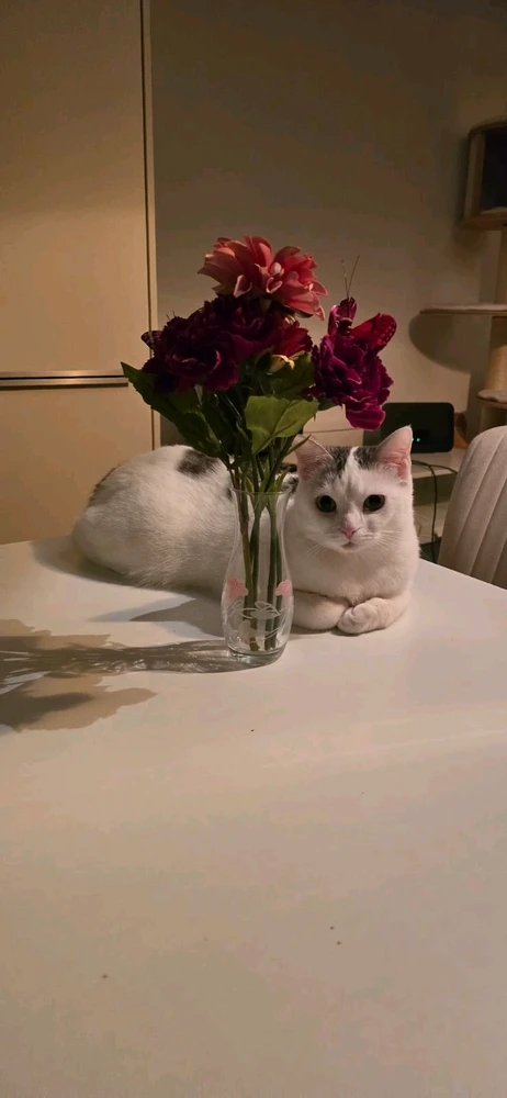 GIF hochgeladen von Eddy