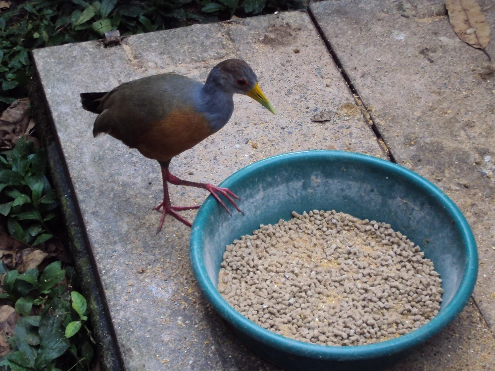 Imagen subida por Omuro Chan :v