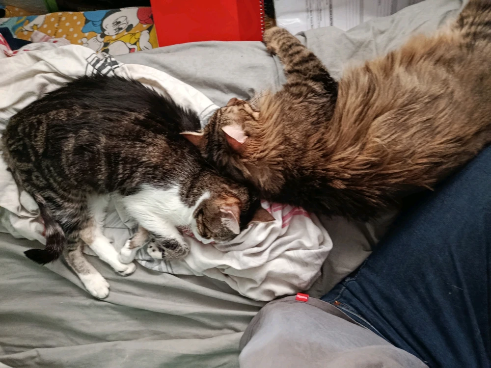 Imagen subida por Murilo