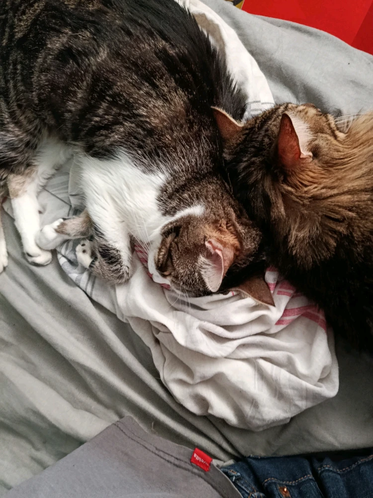 Imagen subida por Murilo