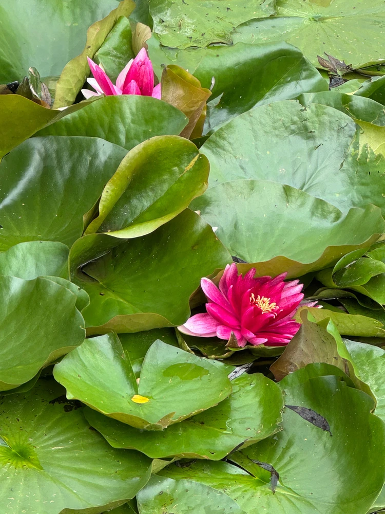 Фото загрузил Татьяна