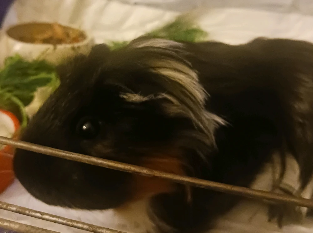 GIF dodany przez Piotr