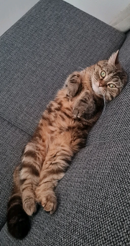 GIF hochgeladen von Jan