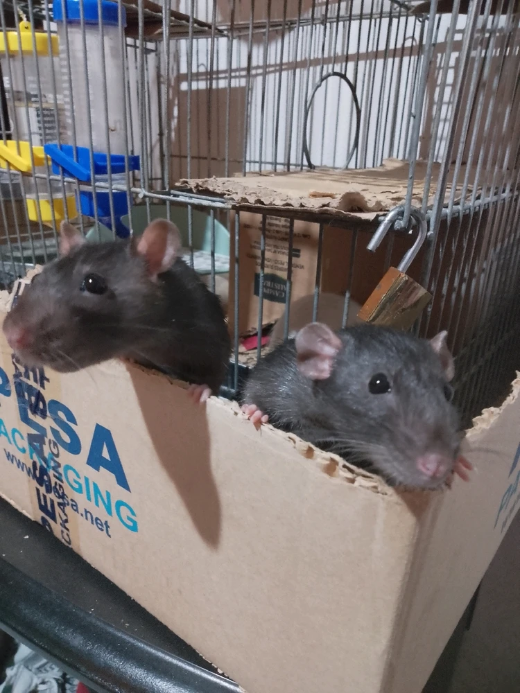 Imagen subida por Belen