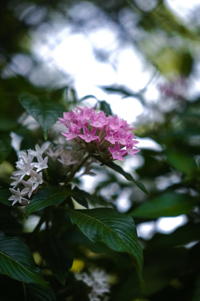 Image uploaded by Alo