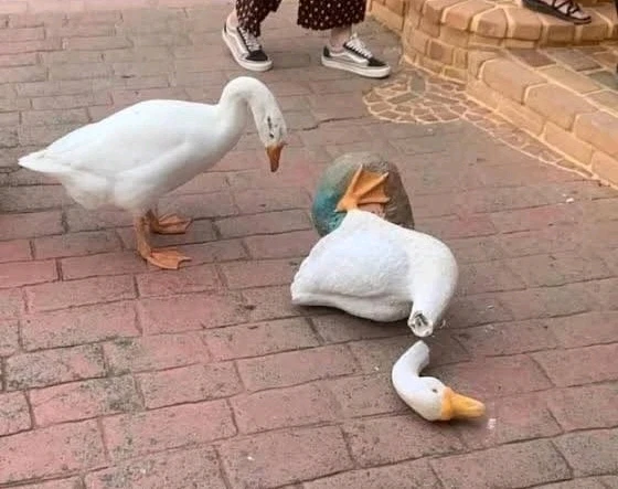 GIF hochgeladen von Doris