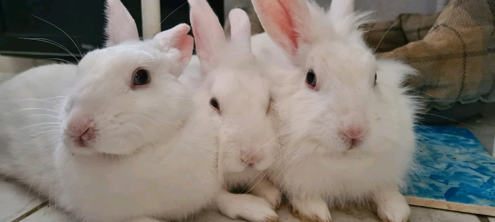 Mimi님이 올린 GIF