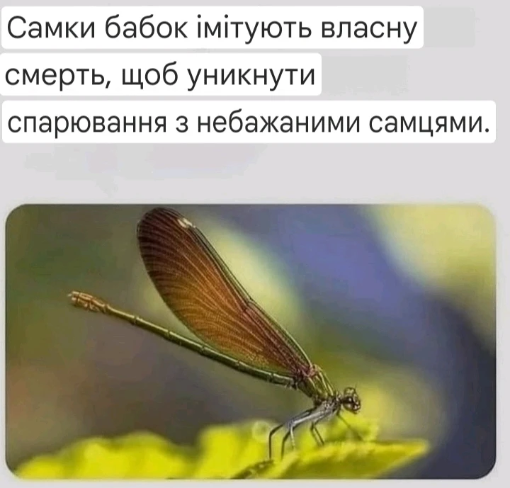 Зображення завантажив Natalia🦇