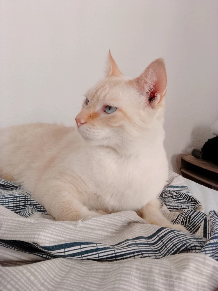 Imagem enviada por Renan