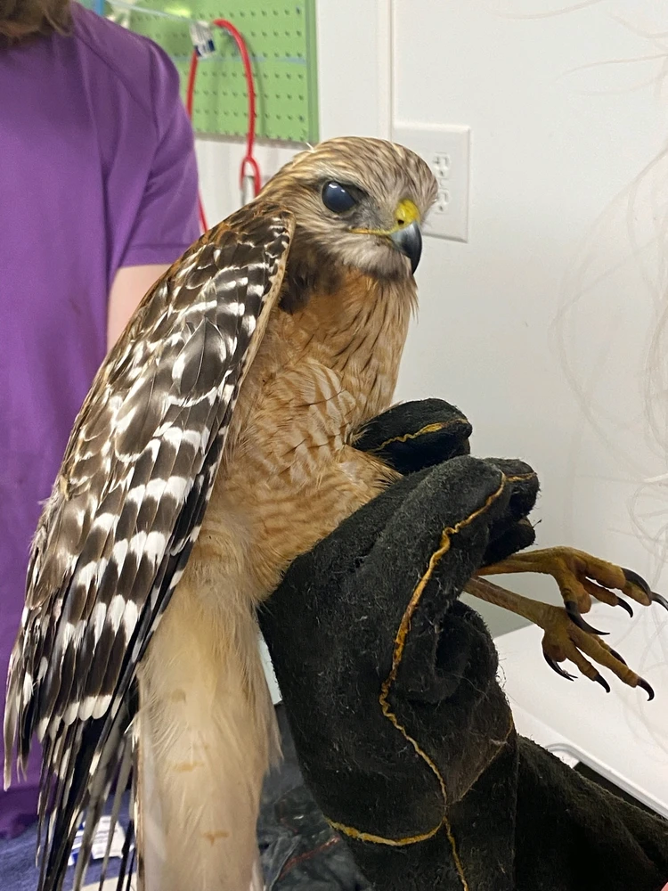 This is a red-shpukdered hawk who was brought in with a gunshot wound to the shoulder,ouch!