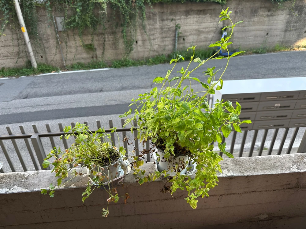 Image uploaded by Michele