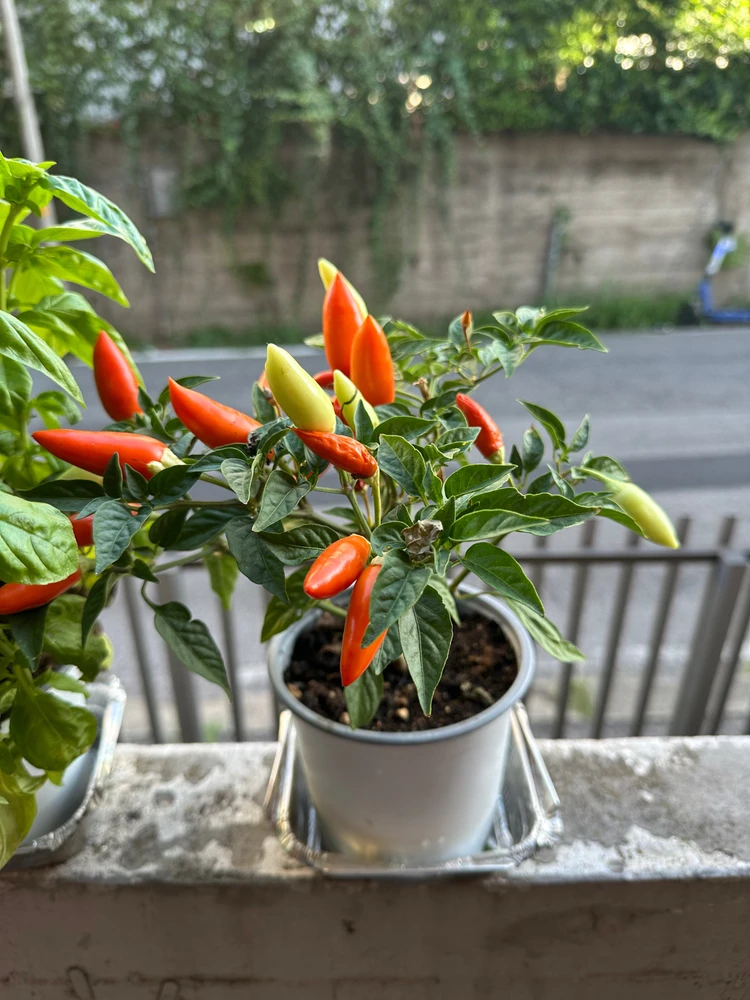 Image uploaded by Michele