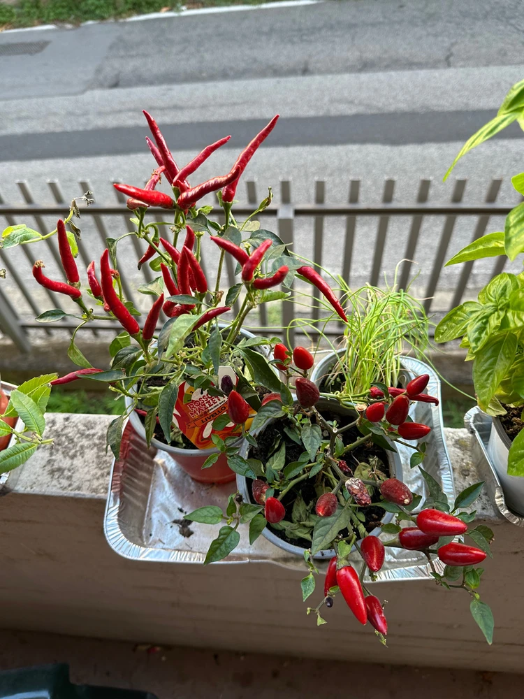 Image uploaded by Michele