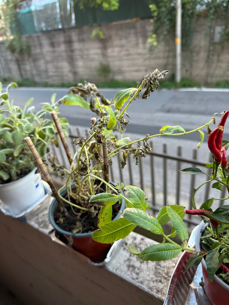 Image uploaded by Michele