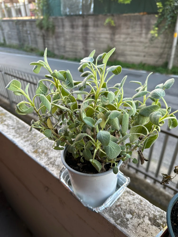 Image uploaded by Michele