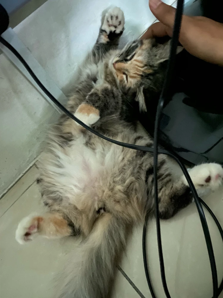 GIF dimuat naik oleh nyel