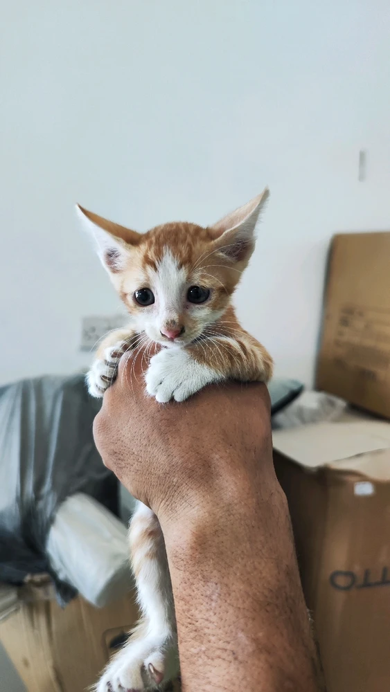 Mert tarafından yüklenen GIF