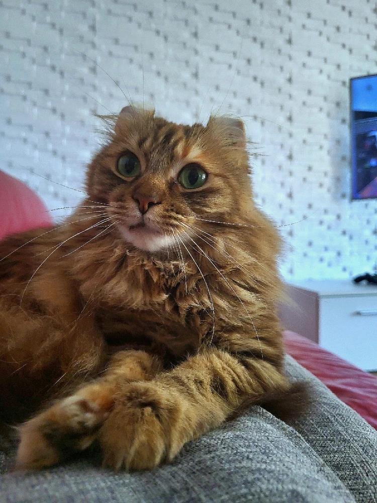 GIF įkėlė Dmitrij